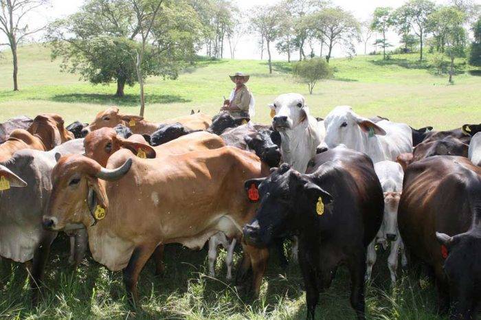 Obligan a ganaderos de Barinas a vender 10% del ganado Fedenaga