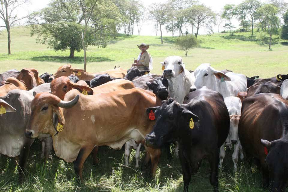 Obligan a ganaderos de Barinas a vender 10% del ganado Fedenaga