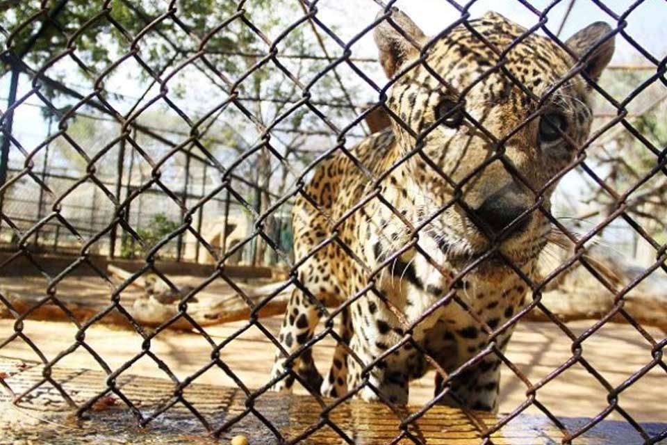 Zoológico Zulia cunaguaro