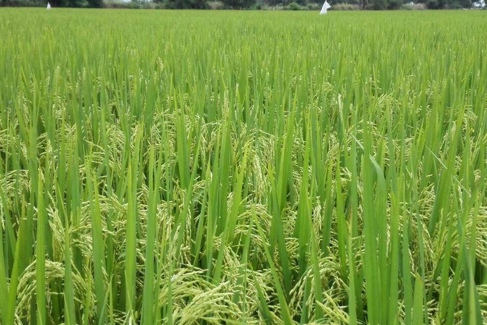 arroz, gasoil
