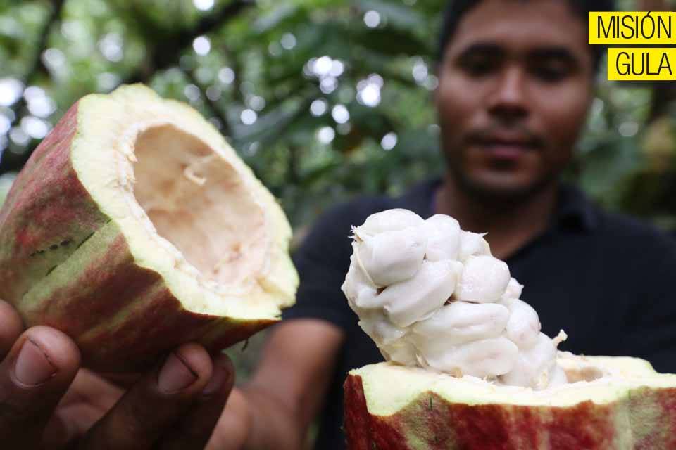 Cacao Misión Gula