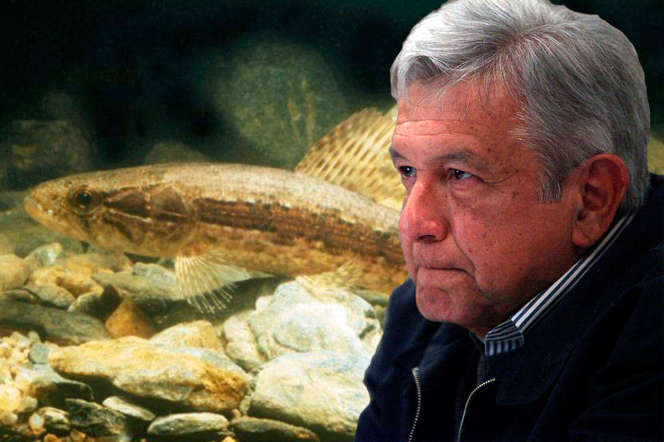 López Obrador y la guabina. Montaje GV