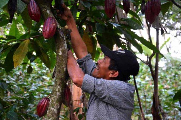 cacao