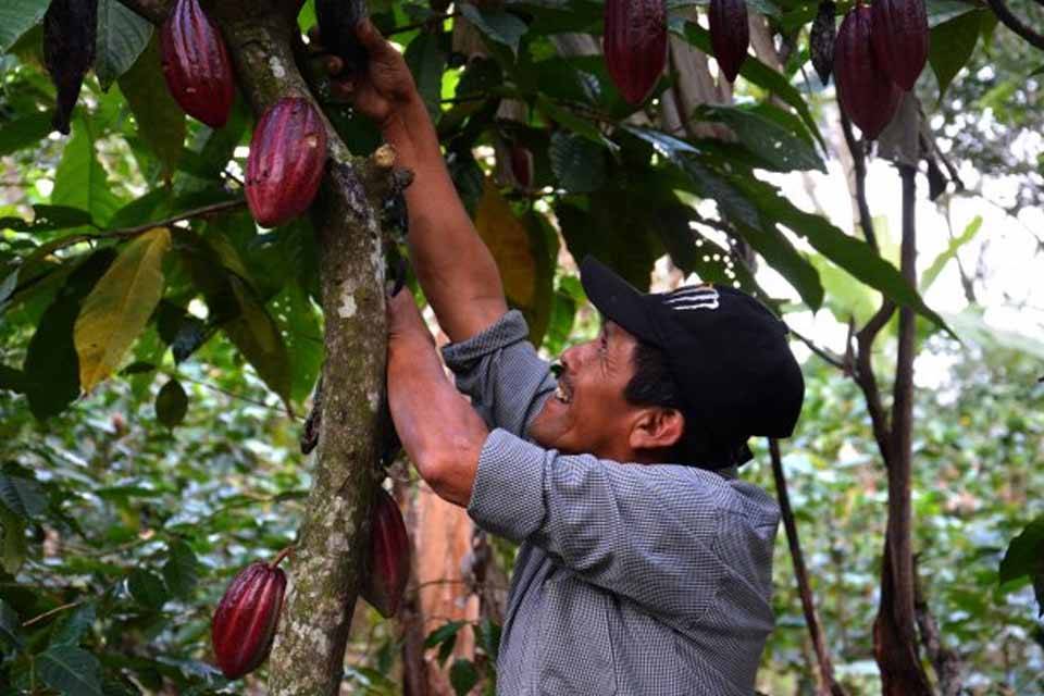 cacao