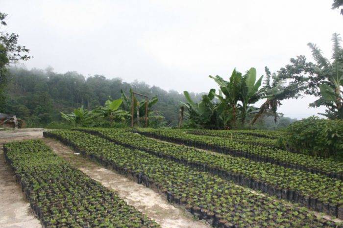 finca