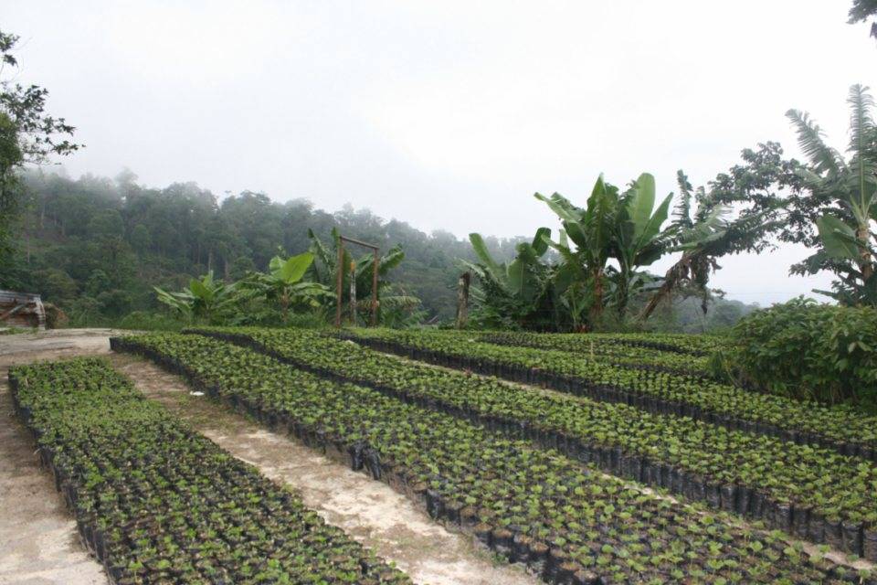 finca