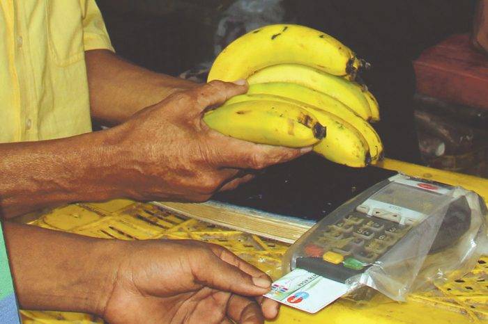 Pagando cambures. Foto: El Falconiano