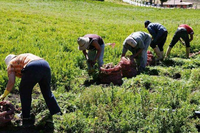 Producción agrícola tierras productivas FAO