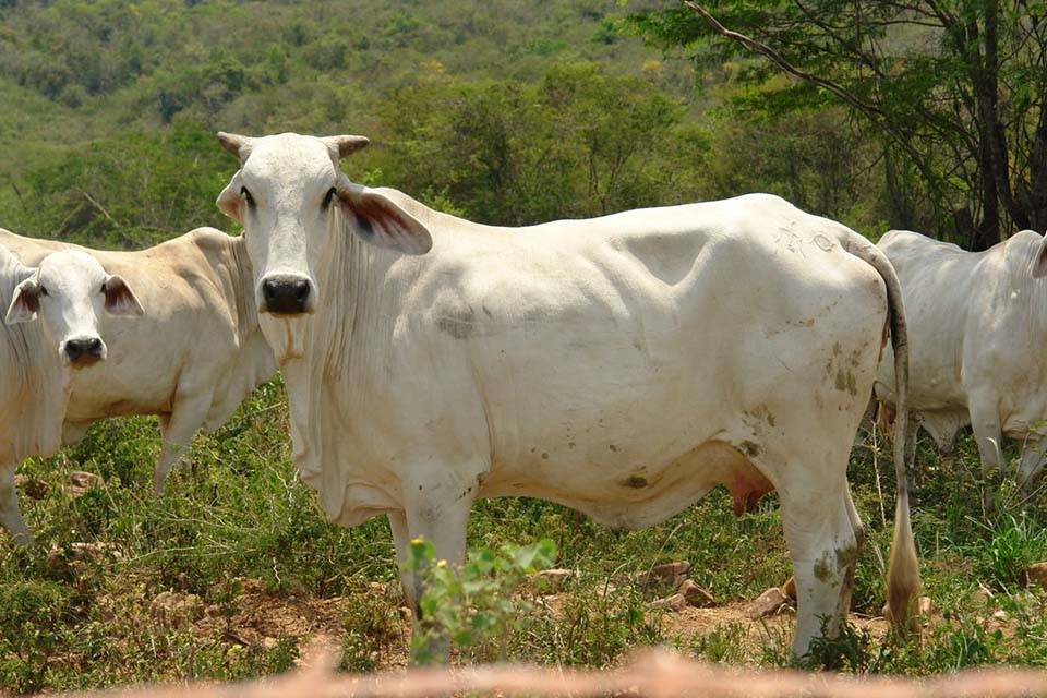 Vacas gasolina