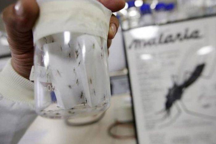 Malaria