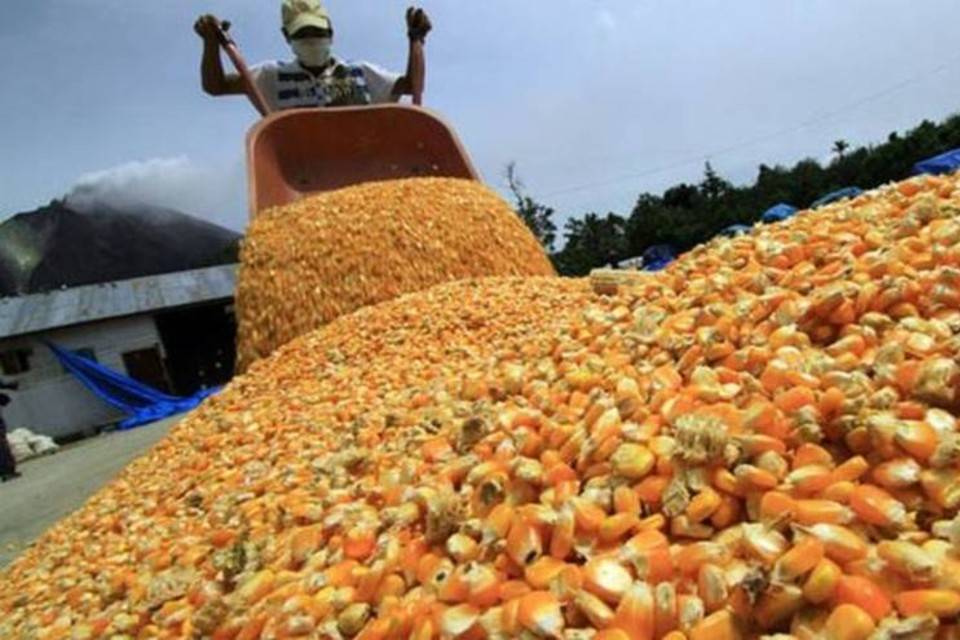 Maíz Venezuela Fedeagro