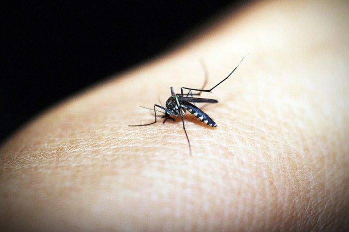 malaria