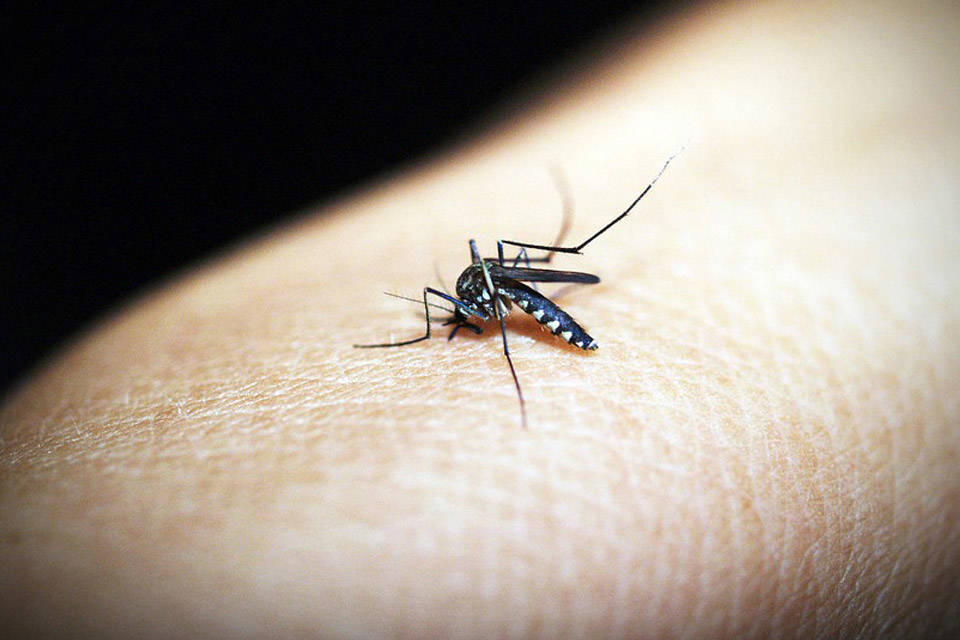 malaria