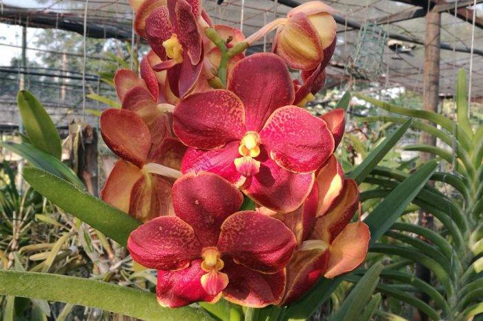 Orquidea