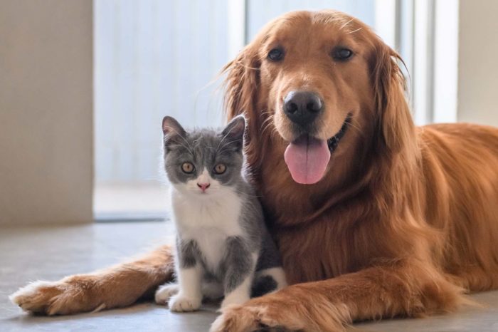 Mascotas en cuarentena: entérate de cómo debes protegerla de la covid-19