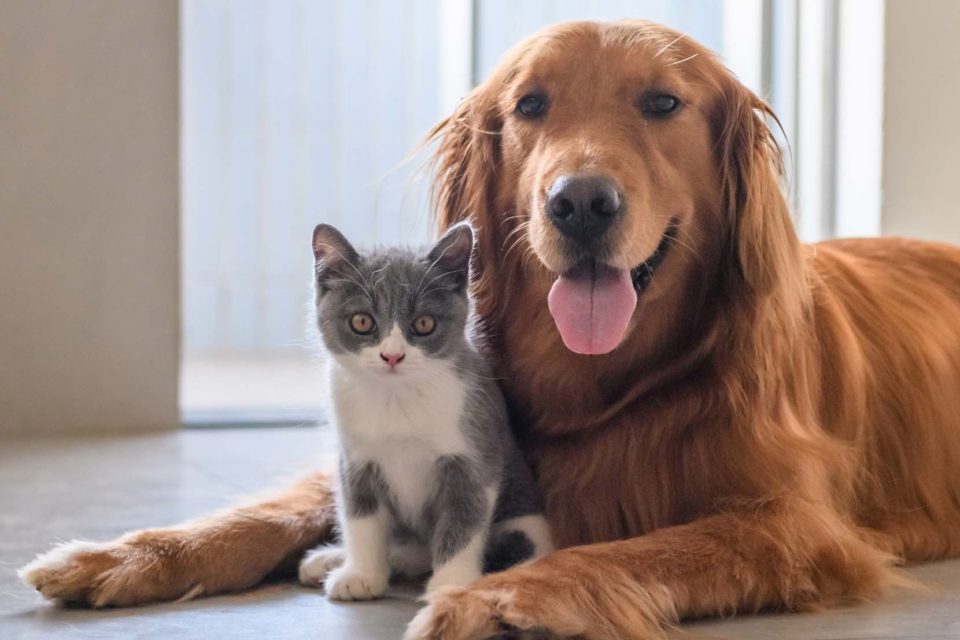 Mascotas en cuarentena: entérate de cómo debes protegerla de la covid-19