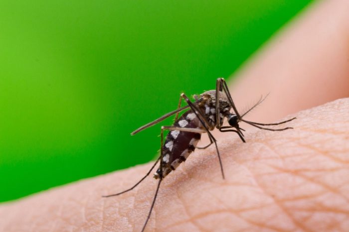 Dengue - fiebre amarilla