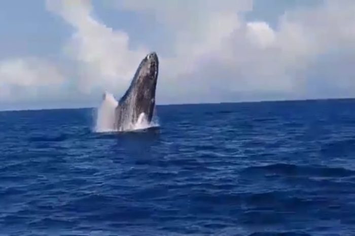 cuarentena ballenas jorobadas Mochima