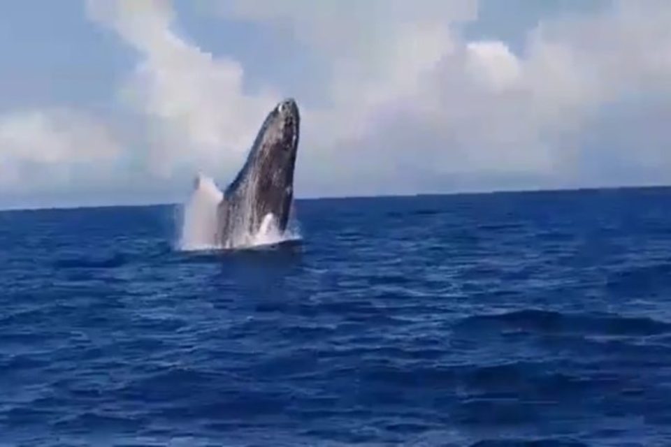cuarentena ballenas jorobadas Mochima