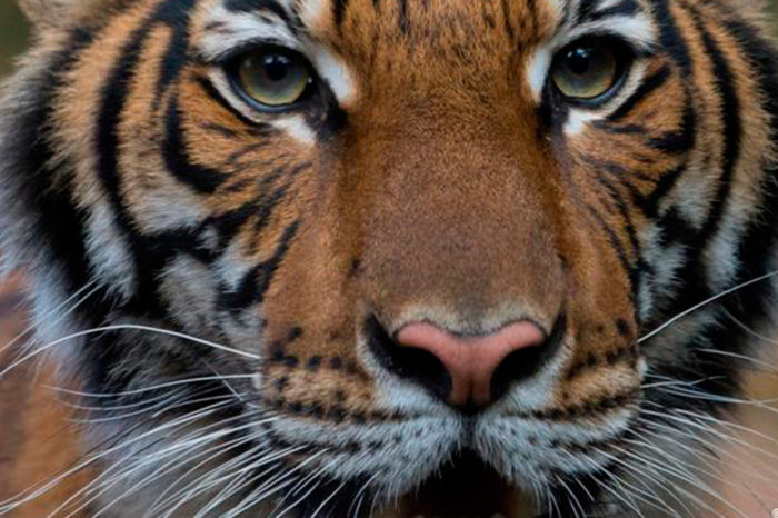 Animales sí pueden contagiarse de coronavirus