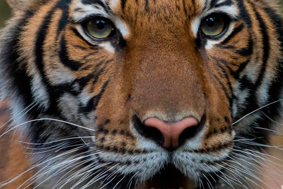 Animales sí pueden contagiarse de coronavirus