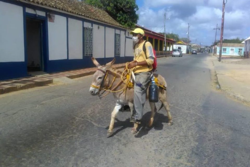 Burro Falcon