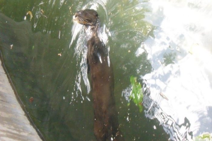 Kaliope Parque del Este Nutria