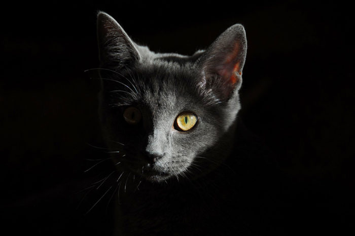 Las supersticiones / gatos pueden contraer el coronavirus