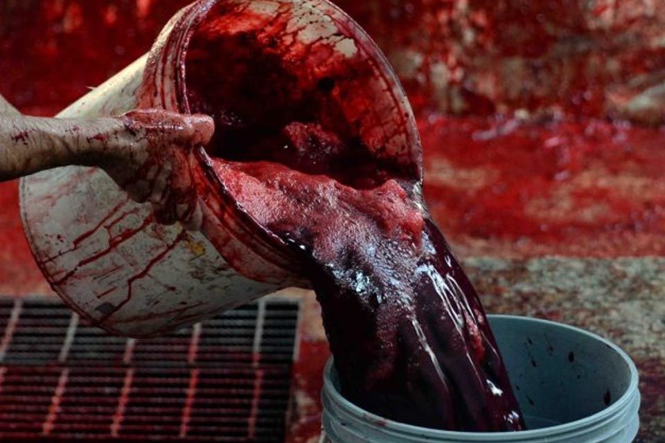 sangre de res