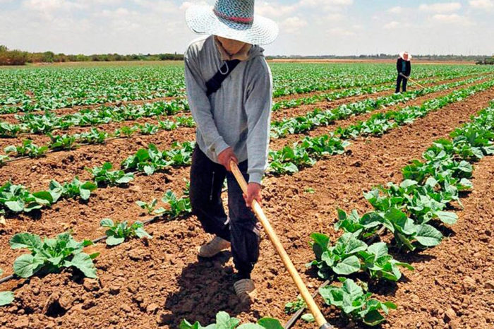 Agricultores - fedeagro