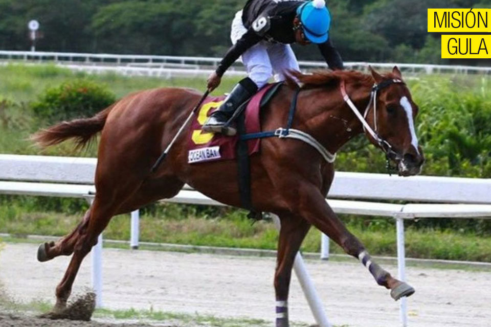 Caballo de carrera
