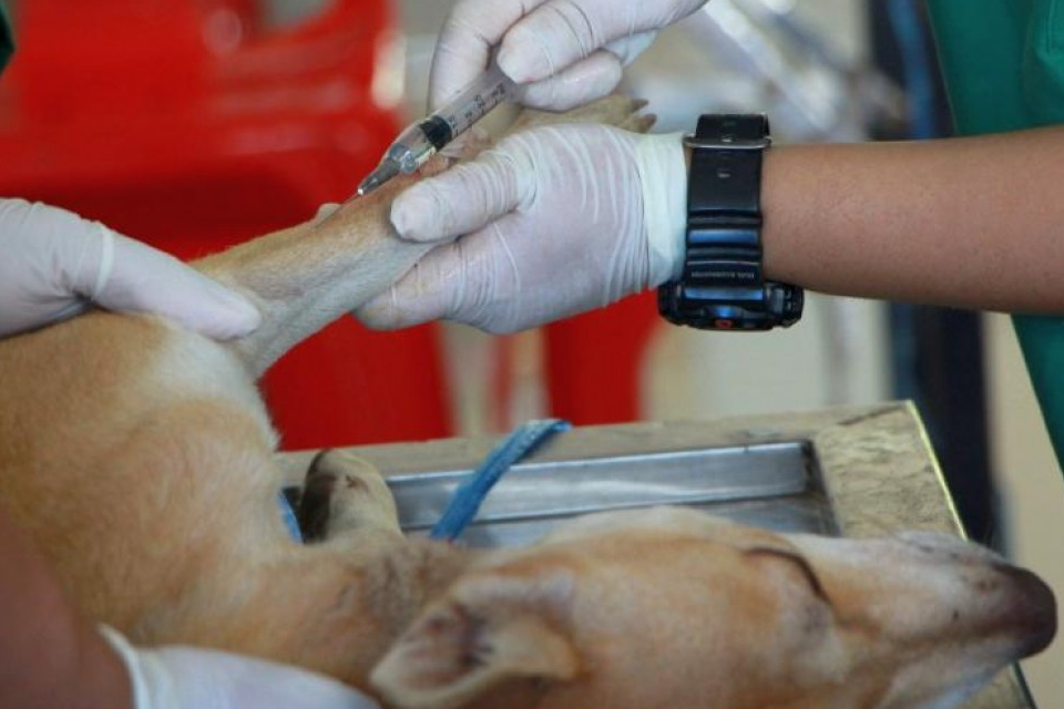 veterinarios
