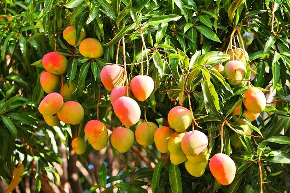 mango