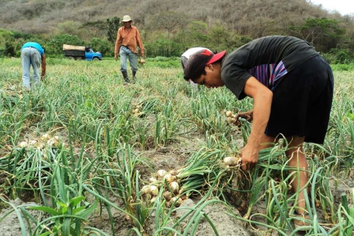 Es tan bajo el consumo en el país que la poca cosecha cubre la demanda
