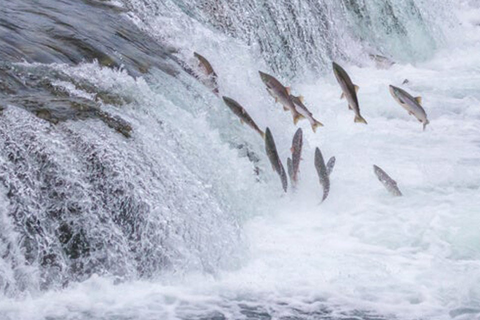 La carrera del salmón