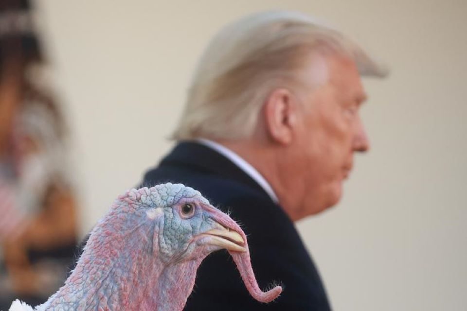Indulto al pavo