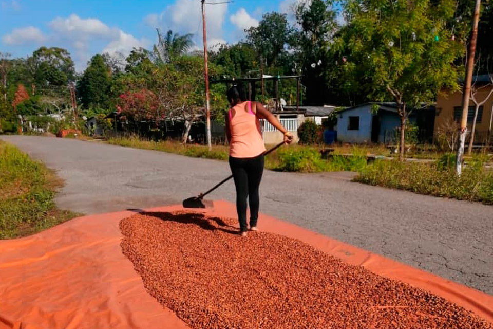 Barlovento. Cacao