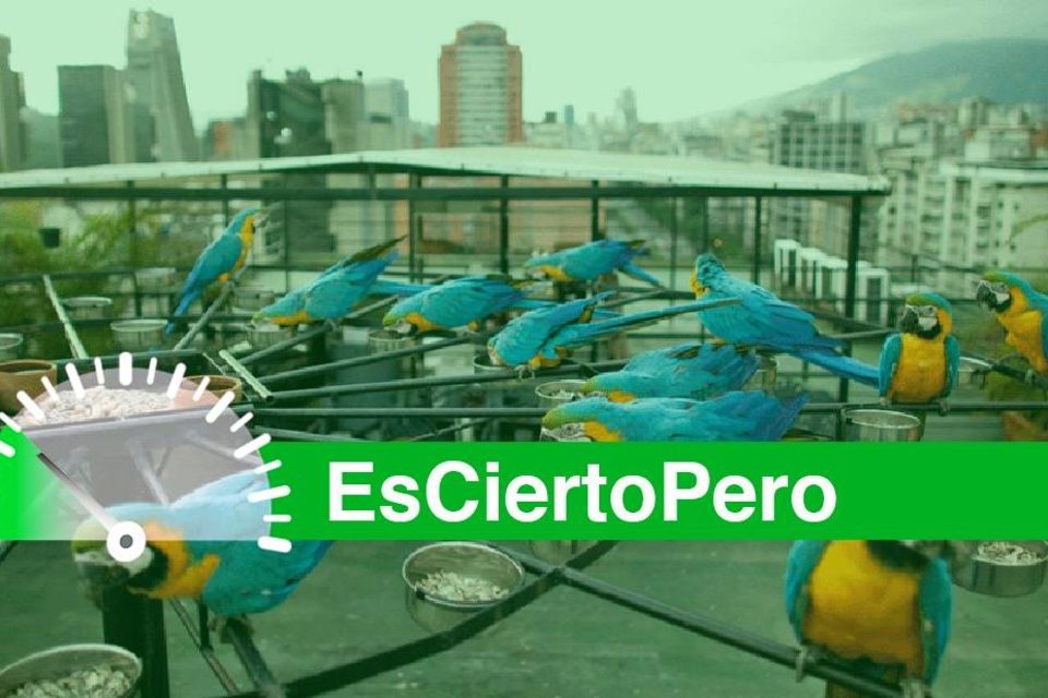 EsPaja guacamayas