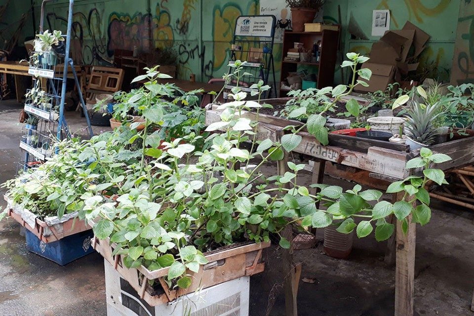 Medicinal plantas intoxicación bolívar