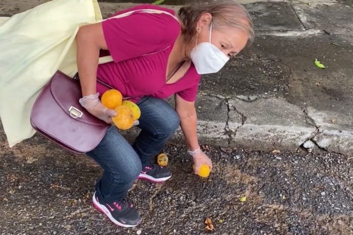 Mangos