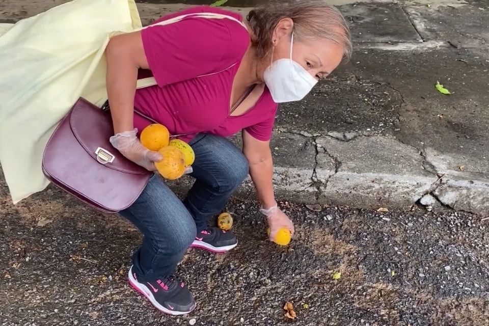 Mangos