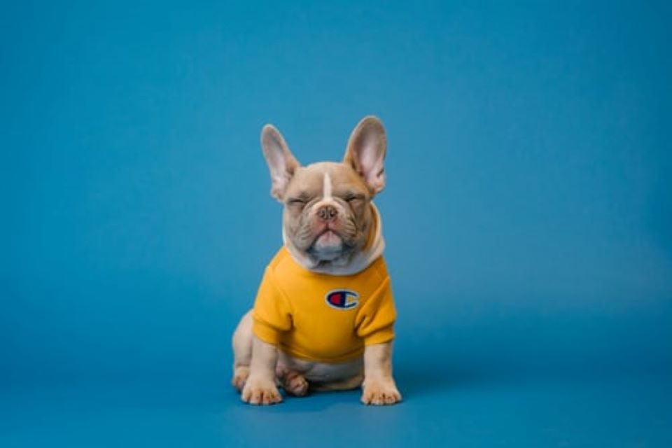 Carta a un perro