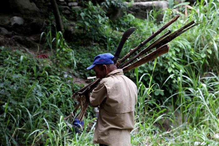 Oro, comida y leña: en lo que se convierten los bosques de Venezuela