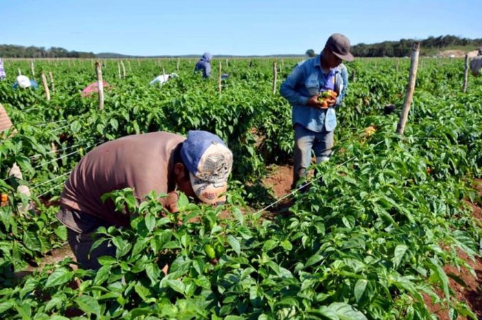 Agricultores familiares - reforma