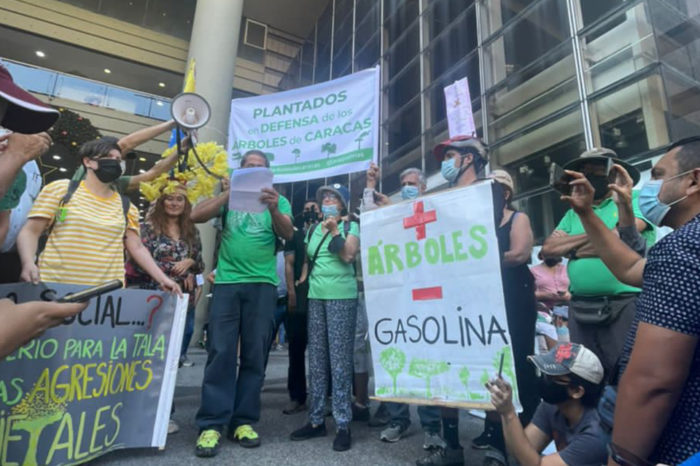 Caminata contra tala de árboles