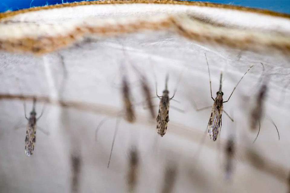 Malaria