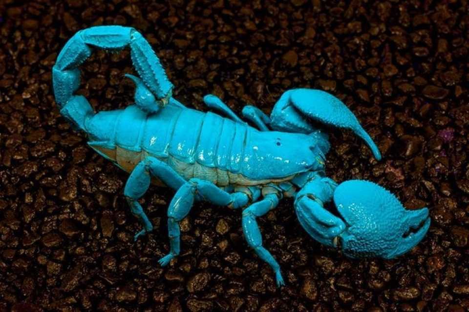 Los alacranes