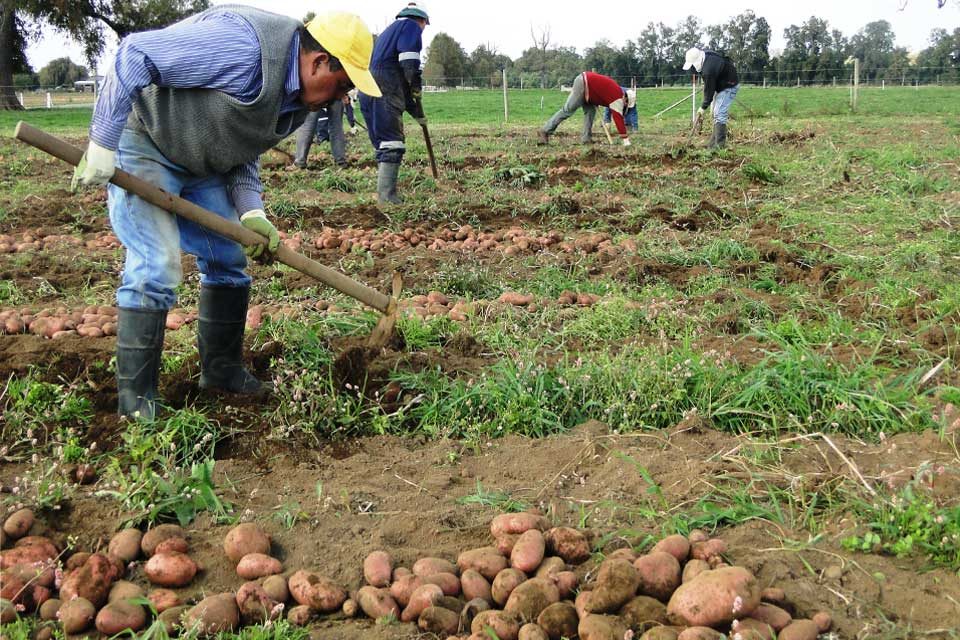 Productores sobre el contrabando de papas