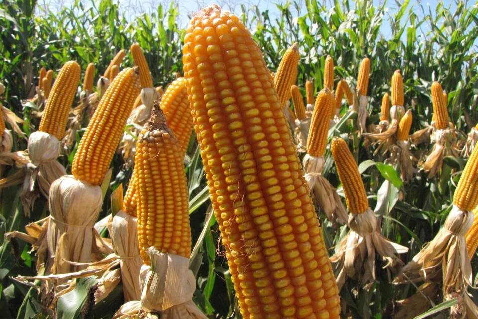 producción jojoto ucrania
