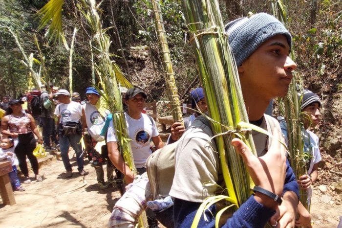 Palmeros de chacao